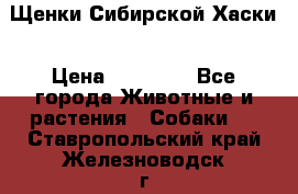 Щенки Сибирской Хаски › Цена ­ 20 000 - Все города Животные и растения » Собаки   . Ставропольский край,Железноводск г.